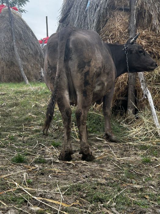 vand vaca cu vitel in burta are 2 fatari