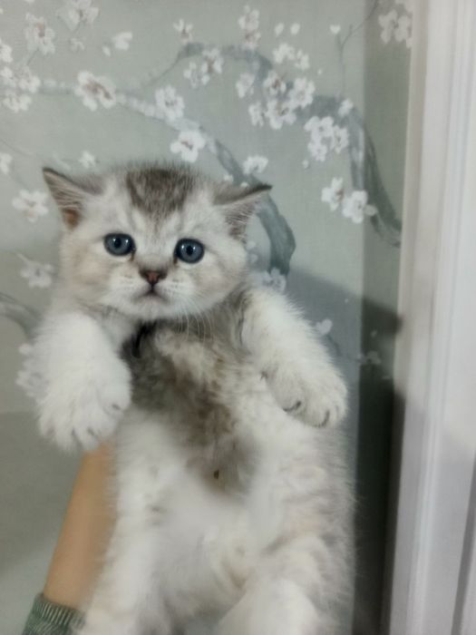 Котенок серебристая шиншилла страйд