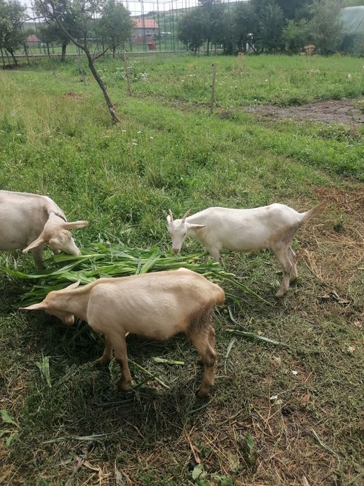 Vând 2 capre cu lapte