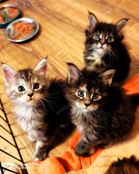 Pui Maine Coon de rasă pură - Disponibili pentru rezervare