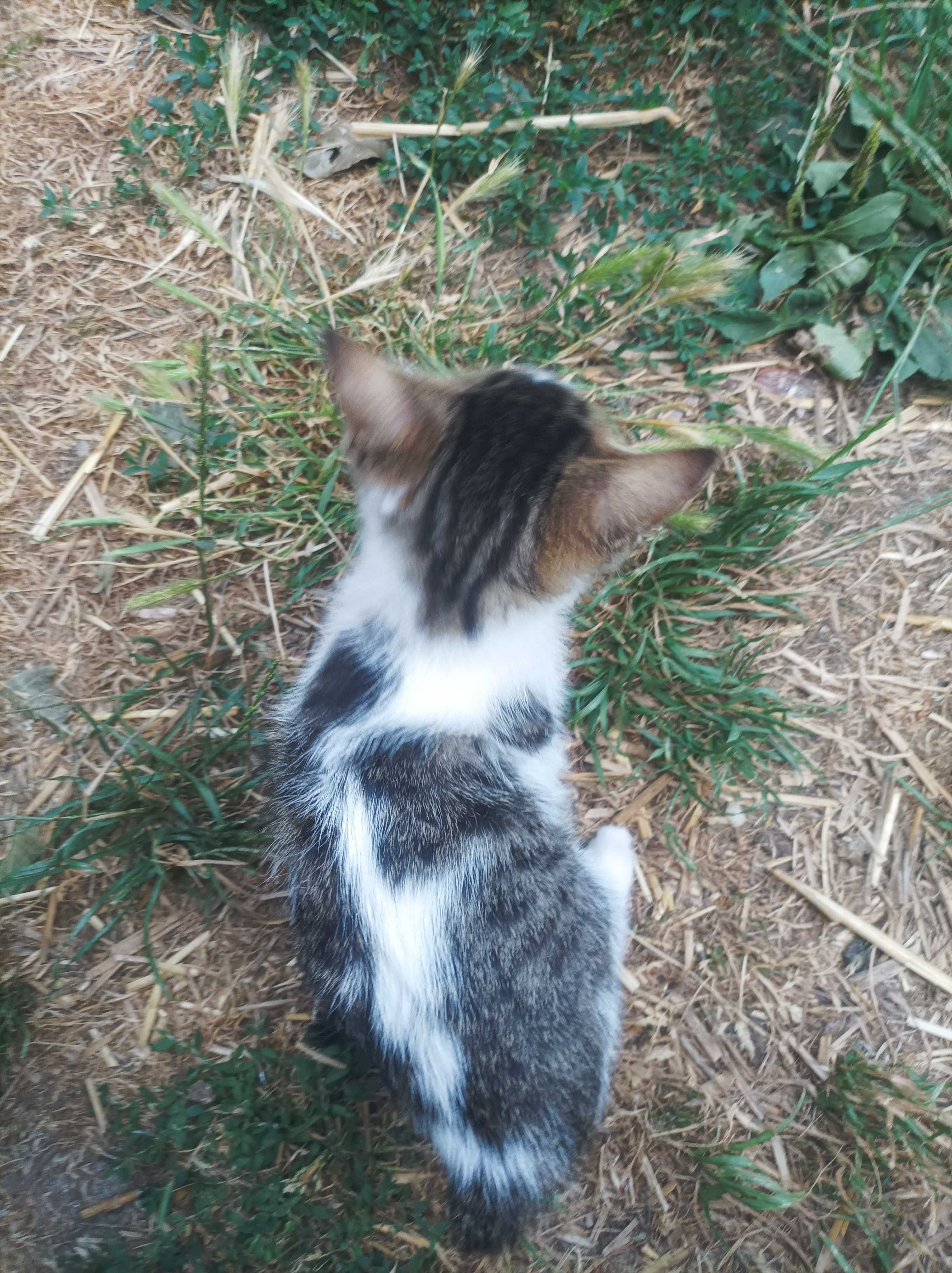 Продавам 2 малки котки