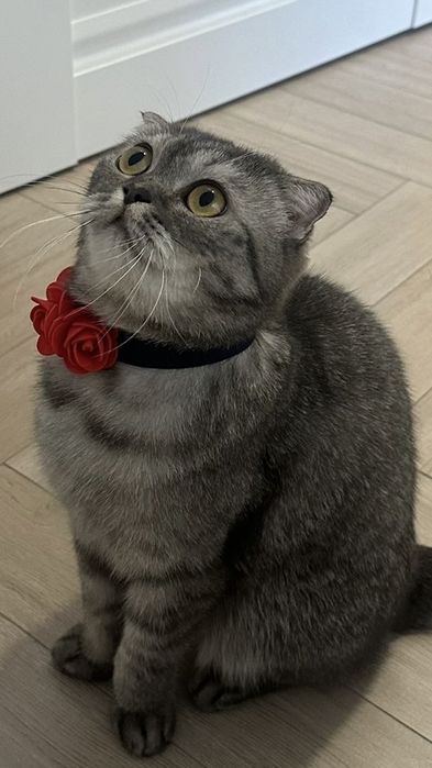 Кошка благородная и воспитанная