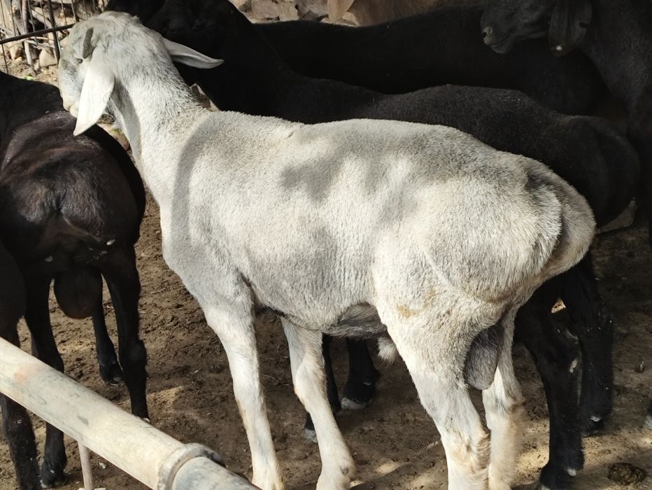 Qochqorlar kachoklar