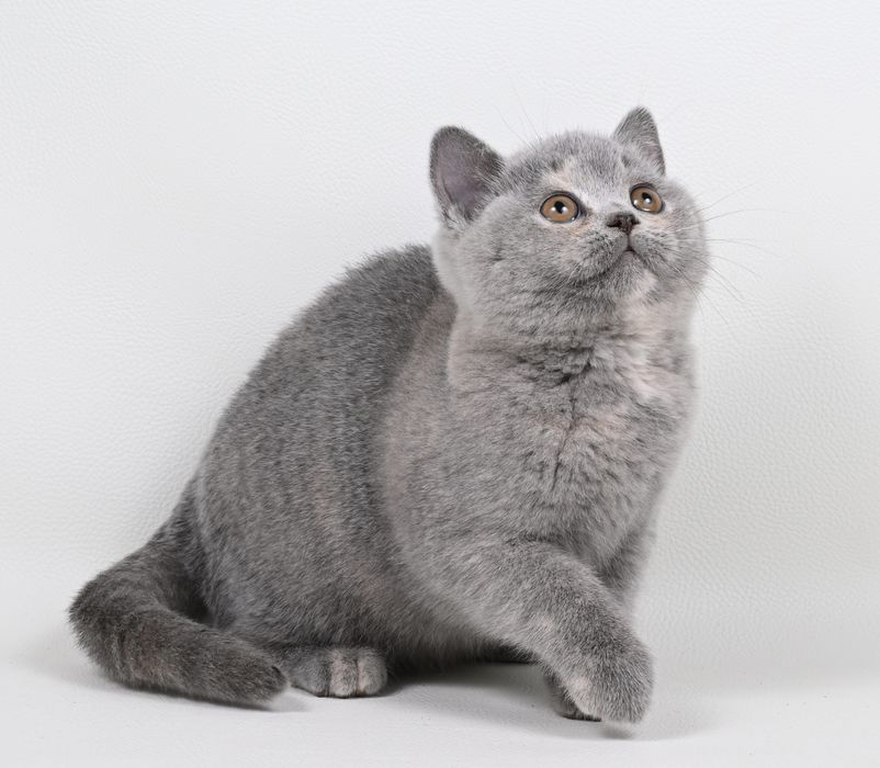 Pisicuța British  Shorthair   blue cream tortie cu pedigree