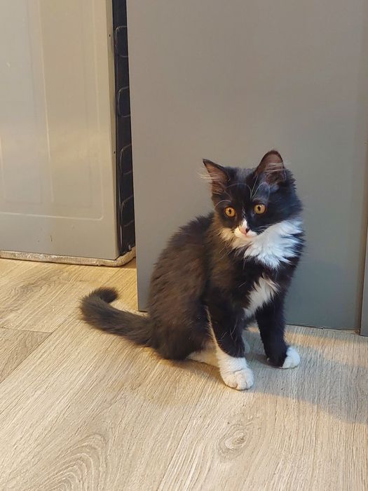 Котенок мальчик 3 месяца