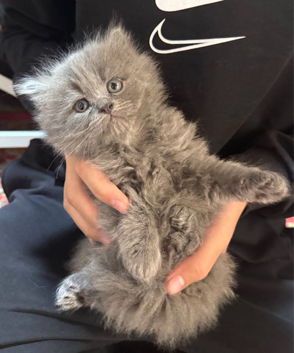 Skotish strayt 2 oylik