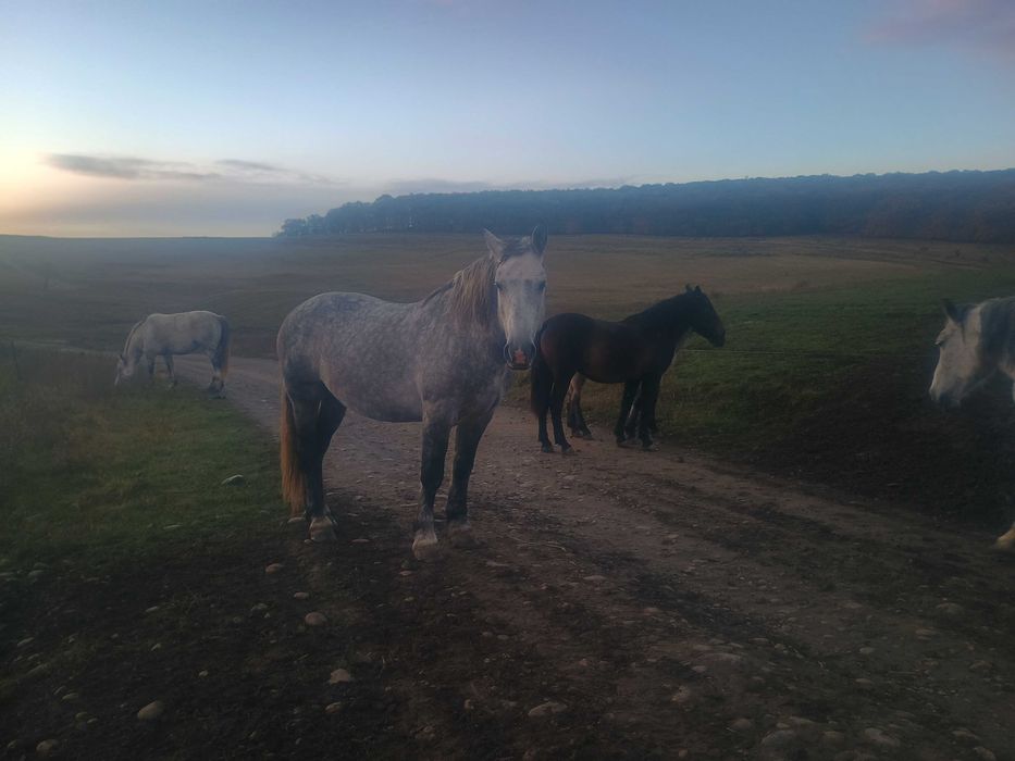 Cai de vânzare ( herghelie)