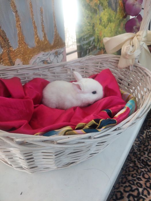 Кролики декоративные возраст 1 месяц