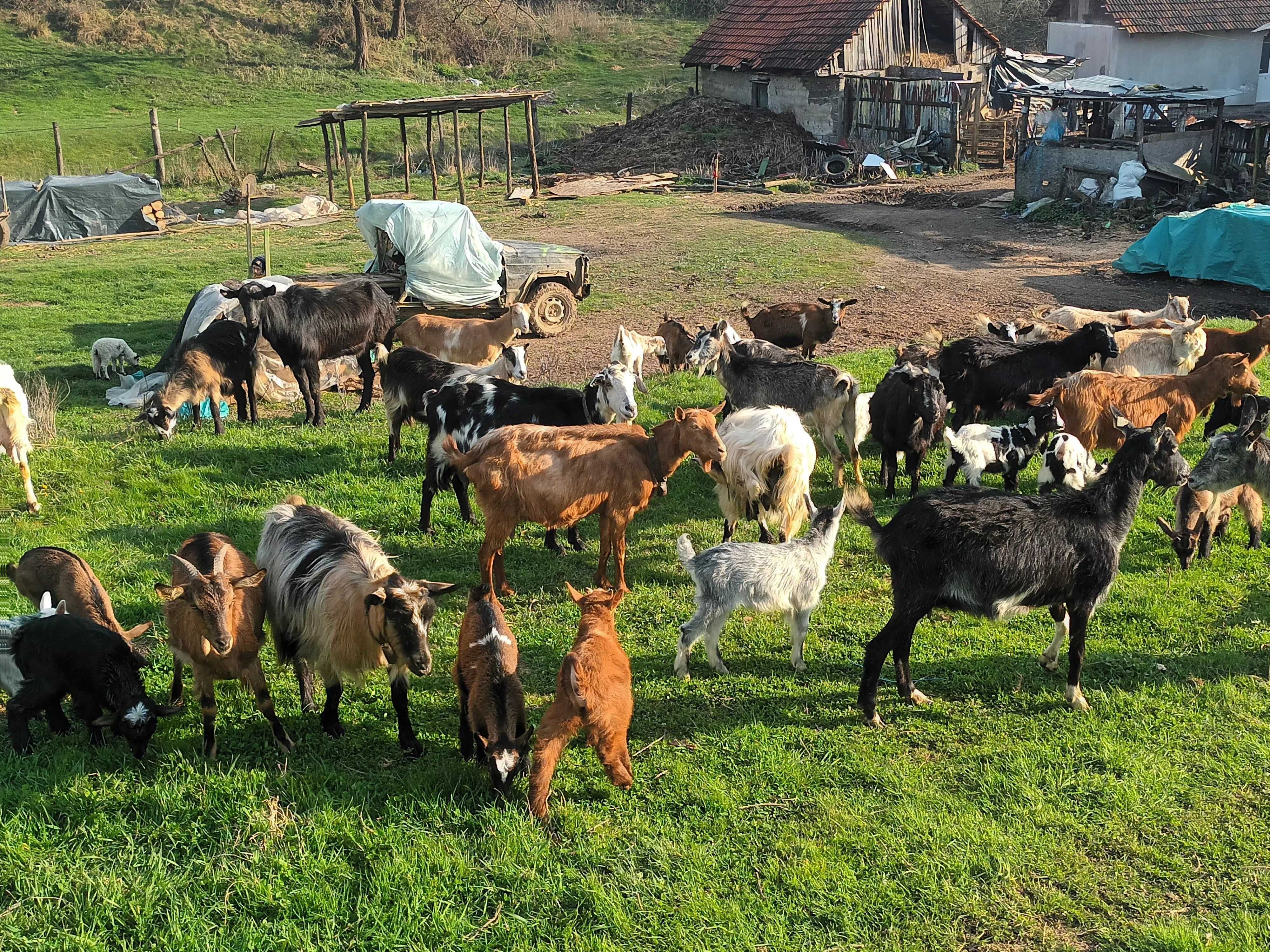 Vand capre cu iezi