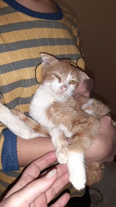 Домашние котята ищут дом