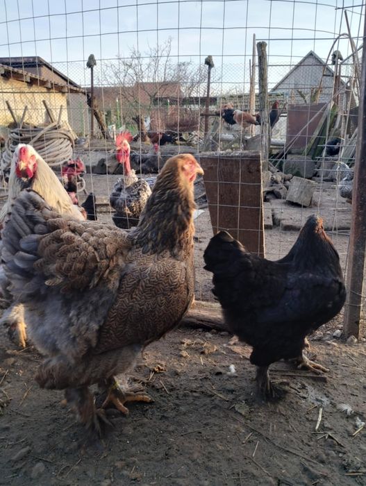 Brahma diferite culori