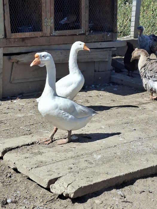 Vând gâște si boboci de gâscă.