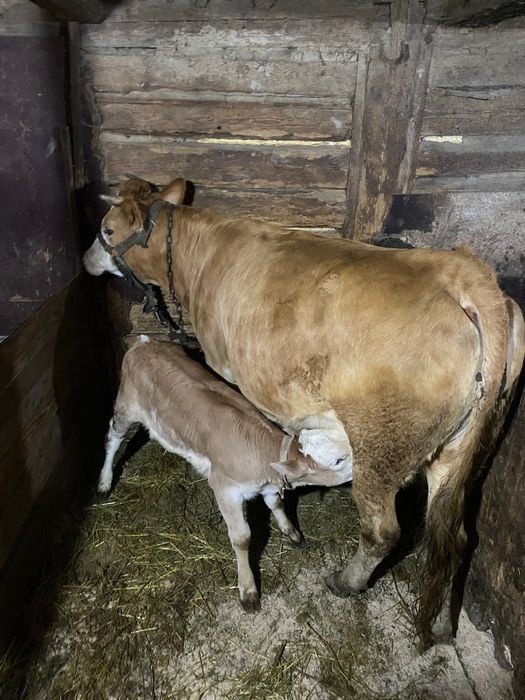 Vând vaca cu vițel