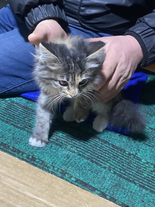 Maine coon mushigi arzonga bervoramiz