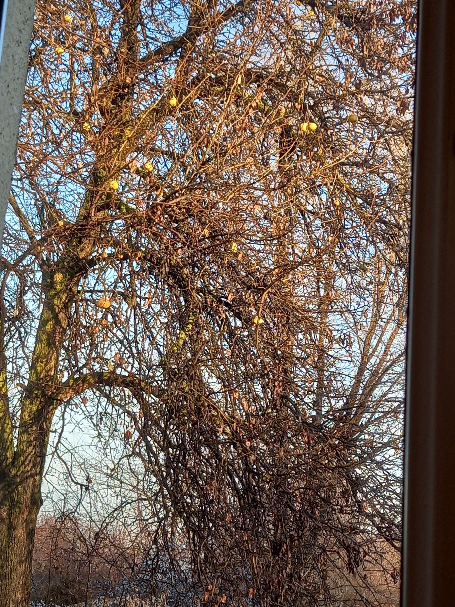 Бесплатно дрова дерево