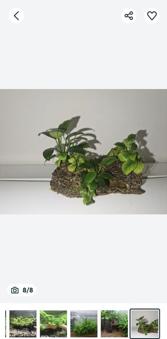 Creveti red sacura și decoruri cu plante prinse natural pe ele
