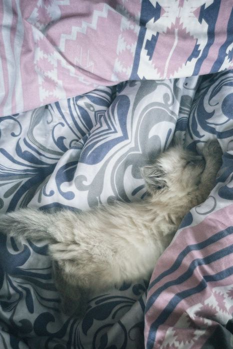 Продам котенка 2мес.
