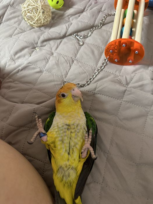 Pereche papagali caique