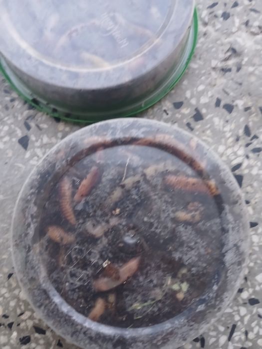 Земен червей за риболов жилав издържлив за мирни риби 20 25 броя черве