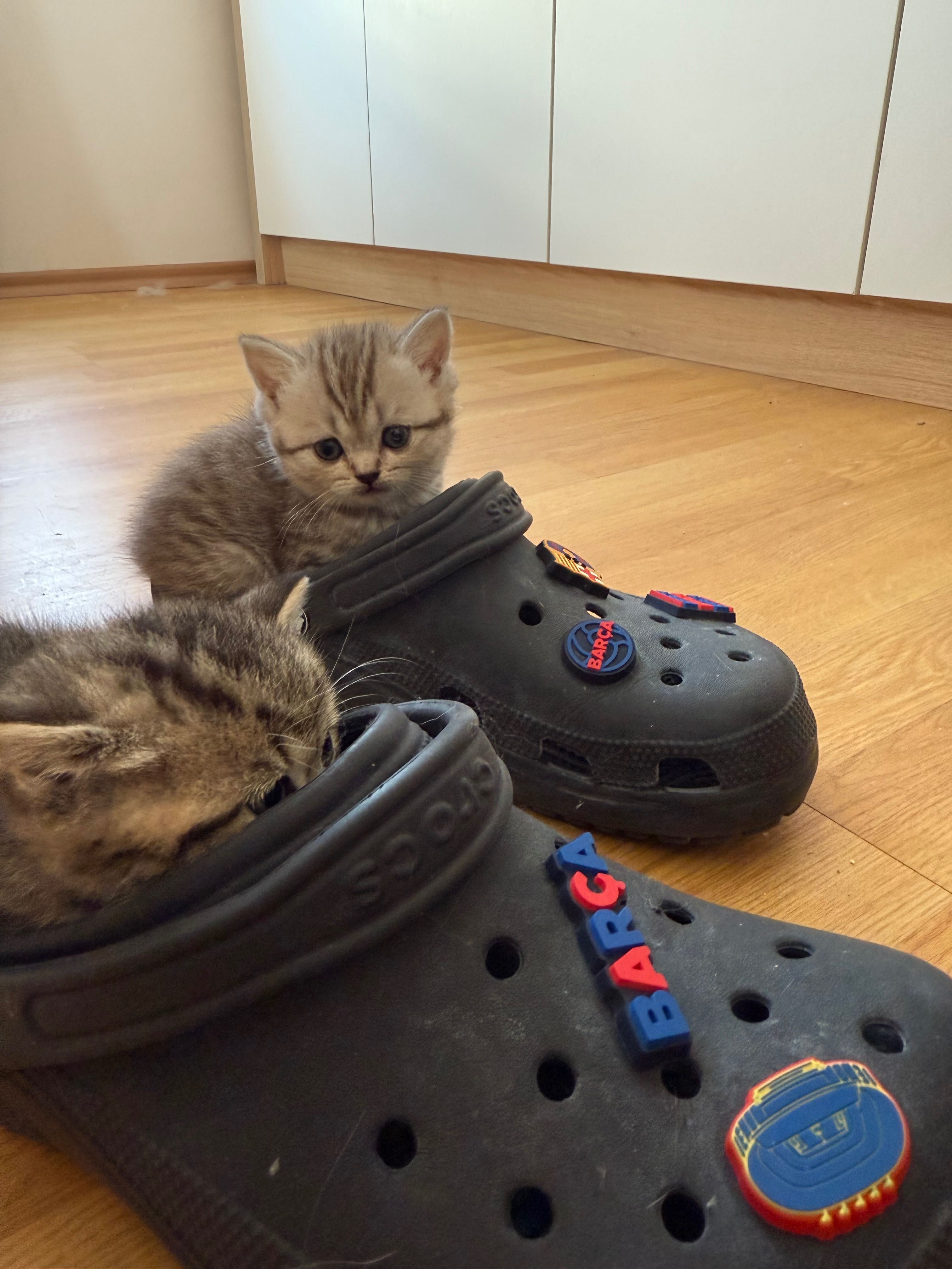 Британски късокосмести