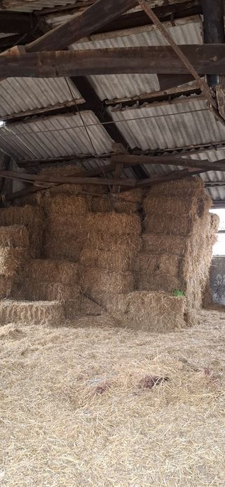 Vînd baloti paie grîu