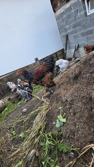 Vand, sau schimb Cocoși Brahma de 5 luni