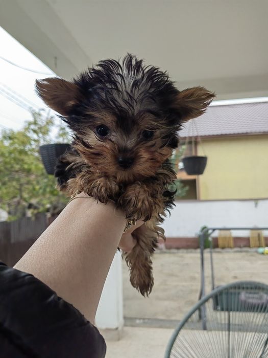Femela Yorkshire Terrier