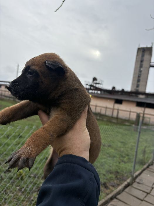 Белгийска овчарка (малиноа)