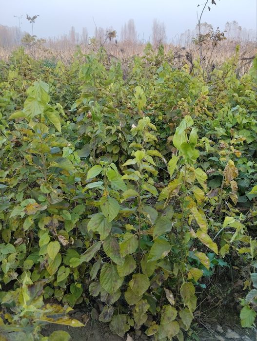 Tut koʻchat arzon narxlarda