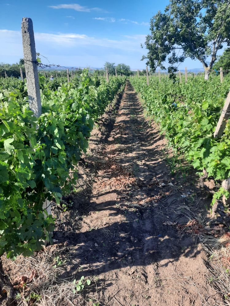 Vie de vanzare (struguri vin si consum) - Cernatesti, Buzau