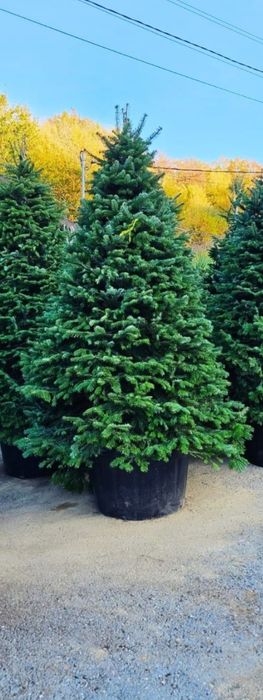 Vand plante ornamentale