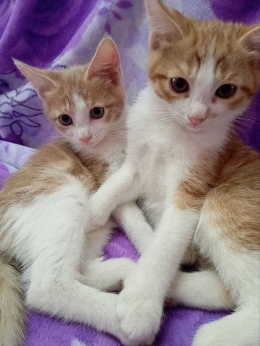отдам котят в добрые руки .