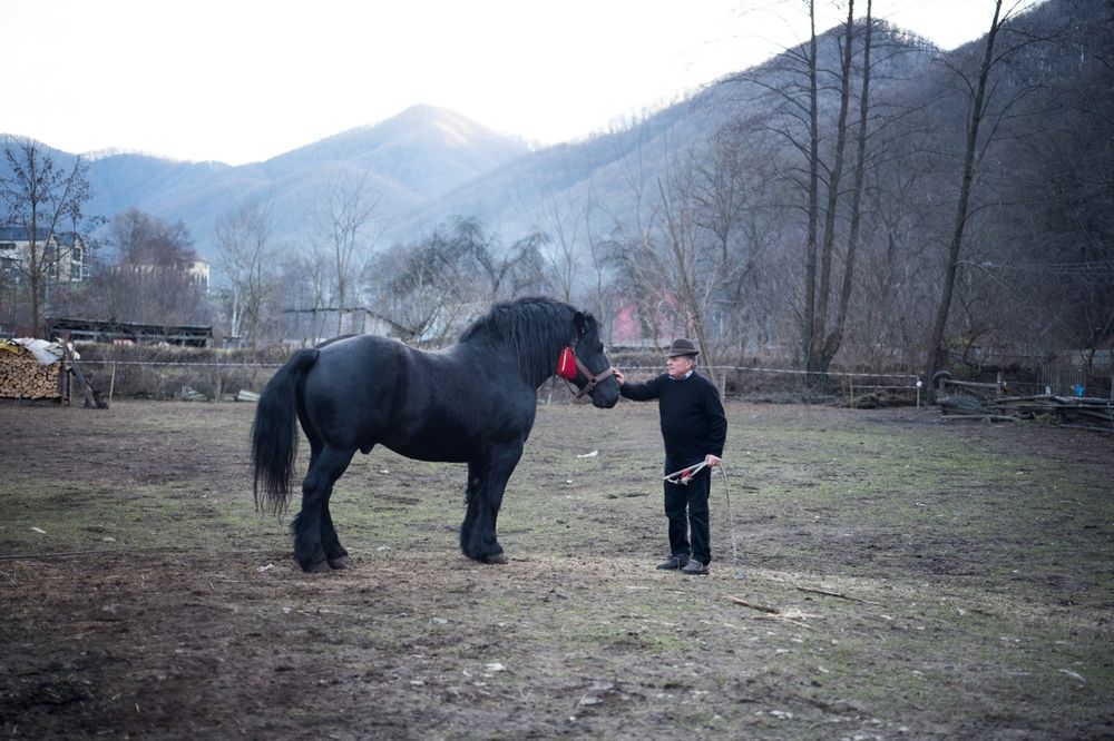 Vând armăsar negru