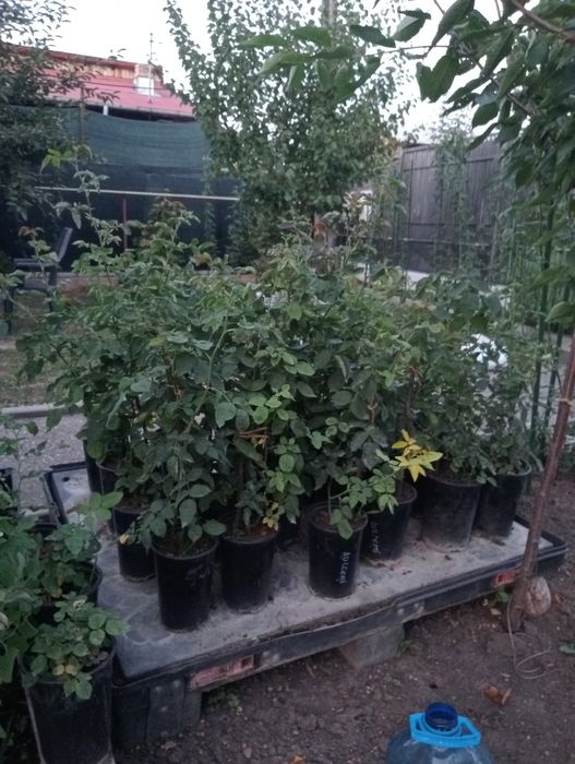 Butași de trandafiri de dulceață la ghiveci