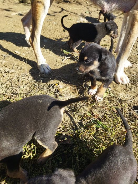 Spre adopție acești cățeluși
