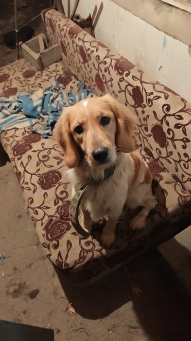 Продам русского спаниеля