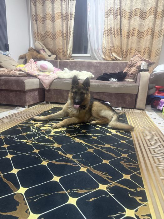 Продам щенка немецкой овчарки