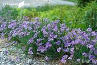 Сисиринхиум, синеока трева (Sisyrinchium angustifolium)