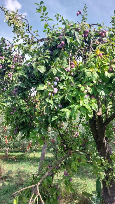 Prune Anna Spath de vanzare