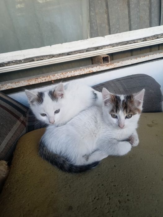 Котята в добрые руки !