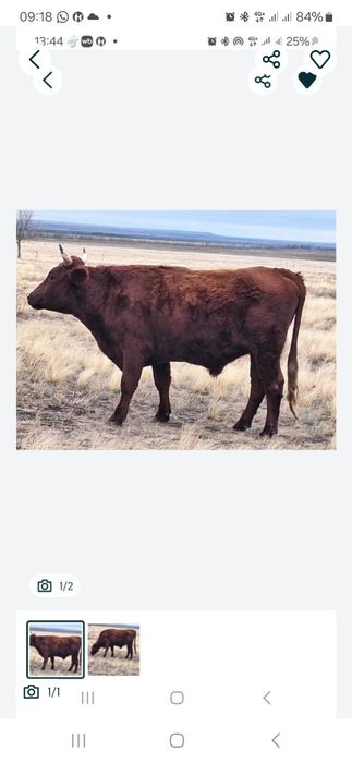 согым Продаеться  2 ноги