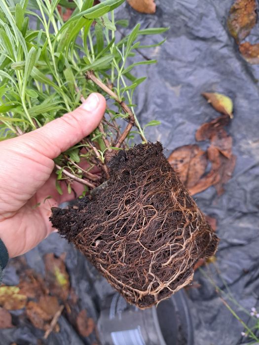 De vânzare lavandă