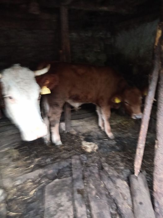 Vând vițel rosu de doua luni cu 75 de milioane