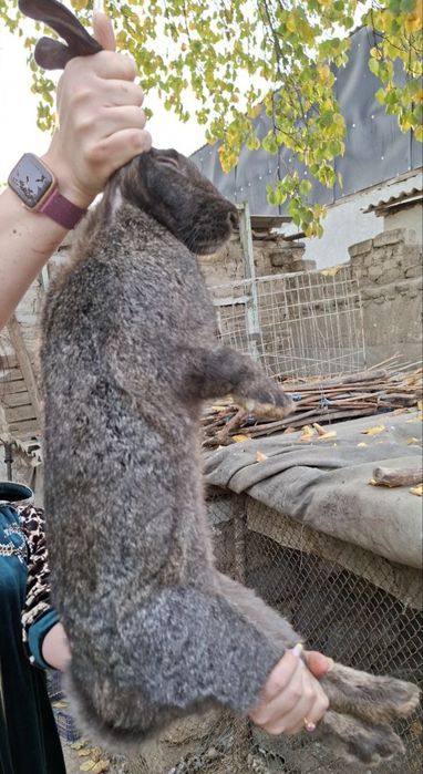 Зайчата на продажу