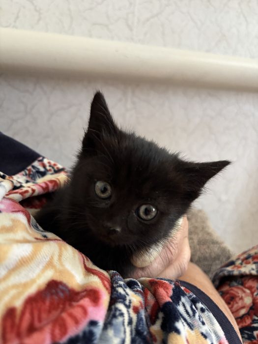 Отдам котенка в добрые руки