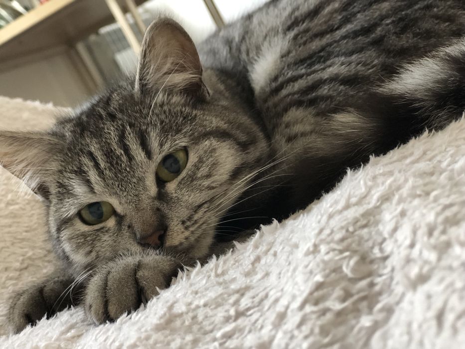 Отдам в добрые руки