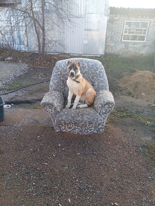 Продам Алабая 100000