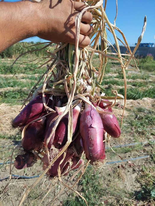 Vând sămânță ceapă rosie
