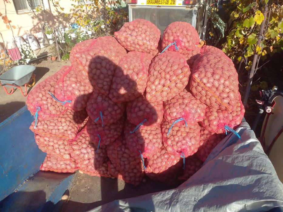 Cartofi pentru animale cantitate 3 tone