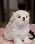 Vând pui Bichon maltese